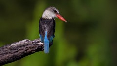 Nature Birds kingfisher