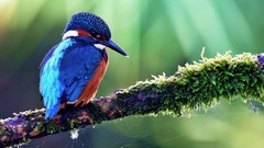 Nature Birds kingfisher
