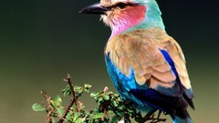 Nature Birds Lilac-breasted Roller