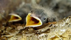 Nature Birds nest baby