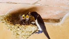 Nature Birds nest swallow feeding baby birds