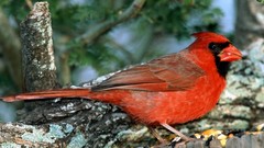 Nature Birds Northern Cardinal