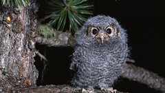 Nature Birds owlet Owls wildlife baby birds
