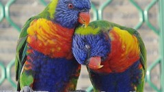 Nature Birds Parrots Eagles goose