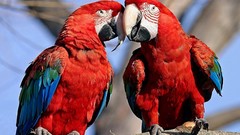 Nature Birds Parrots multicolor Scarlet Macaws