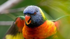 Nature Birds Parrots rainbow lorikeet