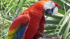 Nature Birds Parrots Scarlet