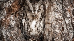 Nature Birds Photographers disguise national geographic Owls