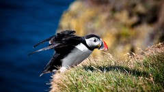 Nature Birds puffin