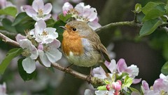 Nature Birds robins