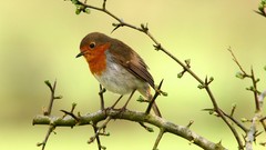 Nature Birds robins