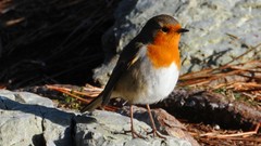 Nature Birds rocks robins