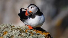 Nature Birds rocks wildlife puffin atlantic puffin depth of 