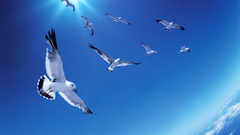 Nature Birds seagulls