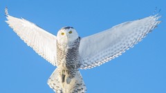 Nature Birds snowy owl Owls