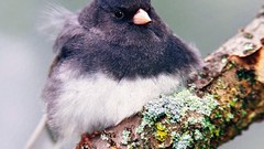 Nature Birds sparrow