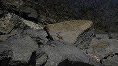 Nature Birds sparrow macedonia kerkini lake