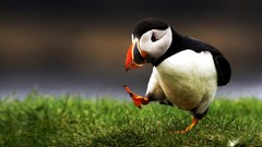 Nature Birds swag puffin