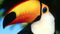 Nature Birds toucans