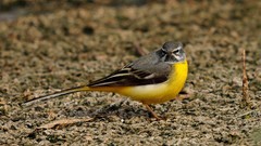 Nature Birds Wagtails