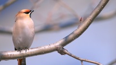 Nature Birds waxwing
