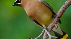 Nature Birds waxwing