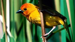 Nature Birds weaver birds
