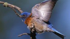 Nature Birds western bluebirds