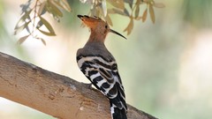 Nature Birds wildlife hoopoe