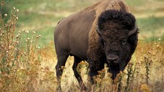 Nature bison