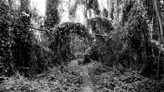 Nature black and white paths forests eerie