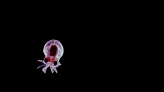 Nature black octopuses lonely