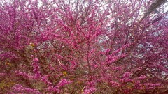 Nature bloom iran flowered trees shiraz