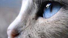 nature blue eyes Animals cats animal eyes