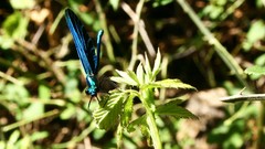 Nature blue italia Dragonflies calabria