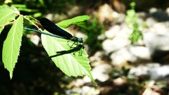 Nature blue italia Dragonflies calabria
