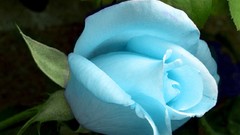Nature blue rose
