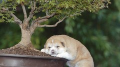 Nature Bonsai young akita asleep