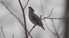 Nature branches Birds Berries waxwing