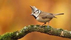 Nature branches Birds moss Black Crested Titmouse