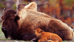 Nature buffalo
