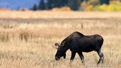 Nature Bull moose