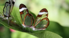 Nature Butterflies Glasswing Butterfly