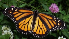 Nature Butterflies insects May monarch