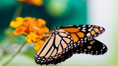 Nature Butterflies monarch