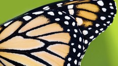 Nature Butterflies monarch butterfly wings