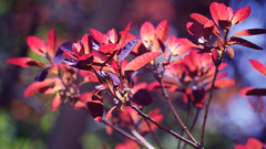 Nature by cozycomfycouch