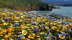 Nature California asters shore Wildflowers lupine
