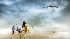 Nature Camels arabian Desert eagle Sahara Desert deserts