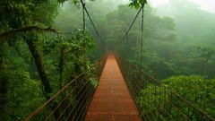 Nature canopy beard Bridges 2009 costa rica forests clifton 